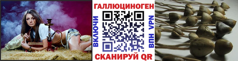 Псилоцибиновые грибы Psilocybe сайты даркнета состав Среднеколымск ссылка на мегу tor